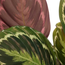 Calathea (Calathea 'Medallion') D 19 H 80 Cm -Groen Blik Verkoop 8717263650966 2 2