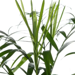 Bergpalm (Chamaedorea Seifrizii) D 24 H 140 Cm -Groen Blik Verkoop 8717263716662 2