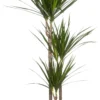 Drakenbloedboom (Dracaena Marginata) D 24 H 150 Cm