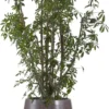 Vingersboom (Schefflera Arbolicola 'Luseana') D 32 H 140 Cm