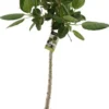 Banyanvijg Op Stam (Ficus Benghalensis 'Audrey') D 24 H 100 Cm