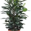 Groene Vijg (Ficus Cyathistipula) D 34 H 130 Cm