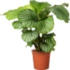 Calathea (Calathea Orbifolia) D 21 H 45 Cm