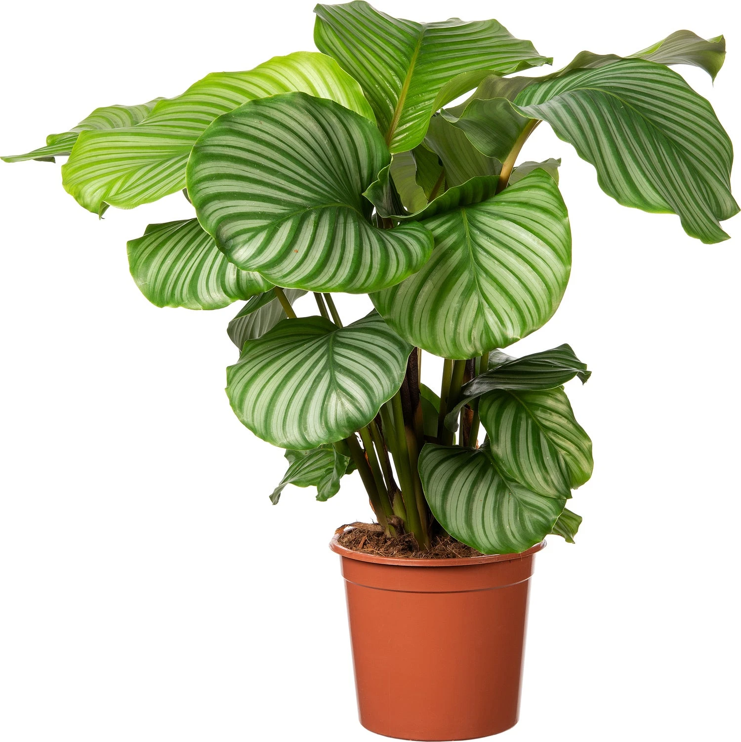 Calathea (Calathea Orbifolia) D 21 H 45 Cm 1 Calathea (Calathea Orbifolia) D 21 H 45 Cm
