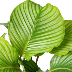 Calathea (Calathea Orbifolia) D 21 H 45 Cm 5 Calathea (Calathea Orbifolia) D 21 H 45 Cm -Groen Blik Verkoop 8717263721185 2 1