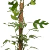 Philodendron Met Mosstok (Philodendron Minima) D 19 H 90 Cm