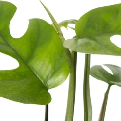 Philodendron Met Mosstok (Philodendron Minima) D 19 H 90 Cm -Groen Blik Verkoop 8717263721536 2