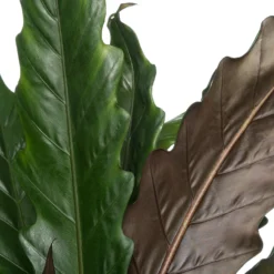 Alocasia (Alocasia Lauterbachiana) D 35 H 120 Cm 3 Alocasia (Alocasia Lauterbachiana) D 35 H 120 Cm -Groen Blik Verkoop 8717263721703 2