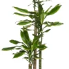 Drakenbloedboom (Dracaena Fragrans 'Gold Coast') D 24 H 130 Cm