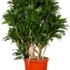 Drakenbloedboom (Dracaena Fragrans (C) 'Compacta') D 32 H 125 Cm
