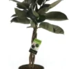 Rubberboom Op Stam (Ficus Elastica 'Burgundy') D 31 H 130 Cm