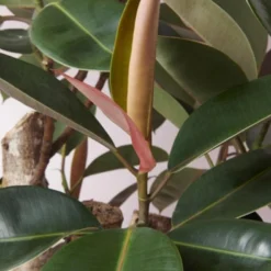 Rubberboom Op Stam (Ficus Elastica 'Burgundy') D 31 H 130 Cm -Groen Blik Verkoop 8717263761099 2