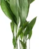 Kwartjesplant (Aspidistra Elatior) D 24 H 110 Cm