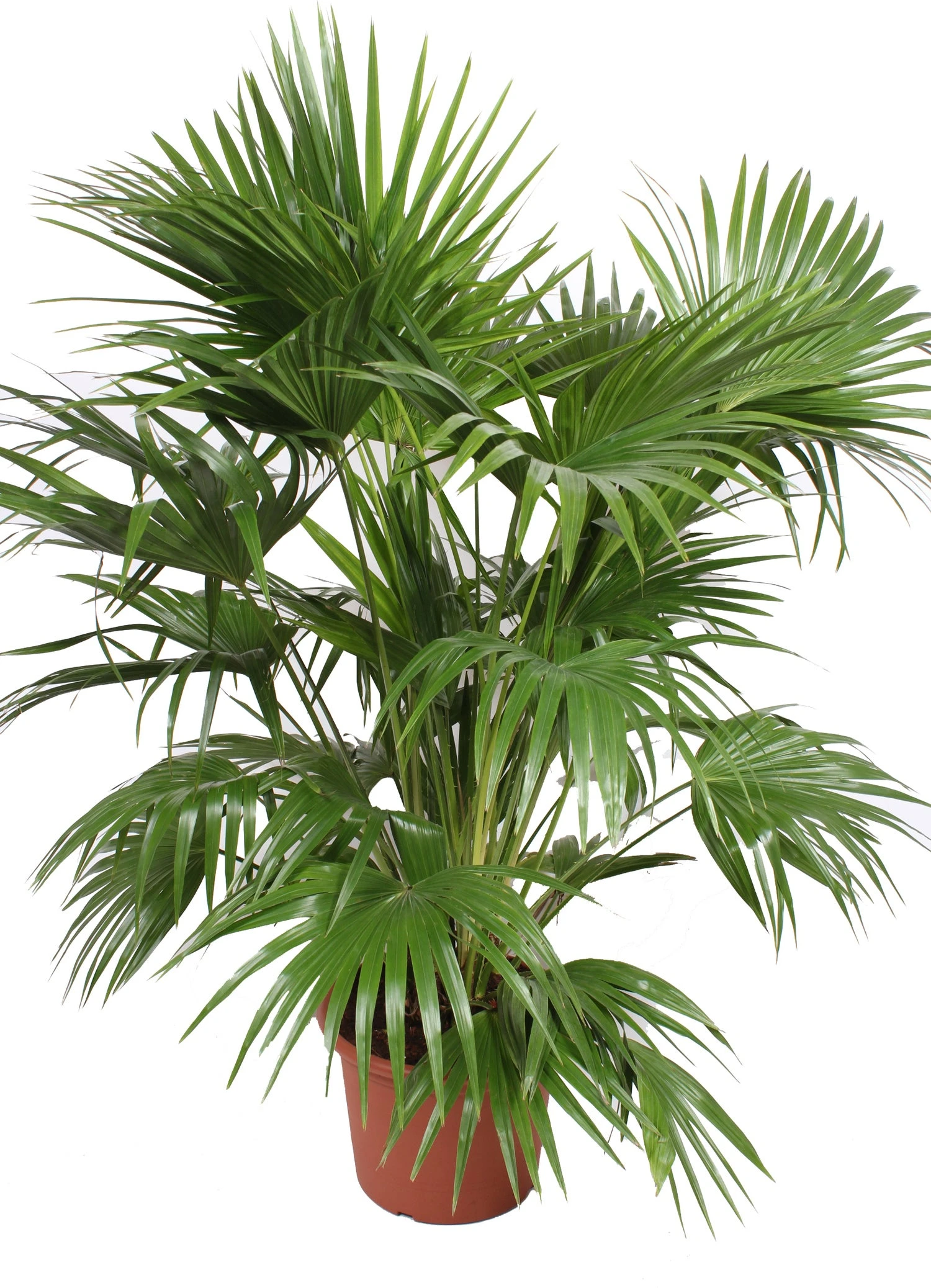 Chinese Schermpalm (Livistona Chinensis) D 40 H 180 Cm 1 Chinese Schermpalm (Livistona Chinensis) D 40 H 180 Cm