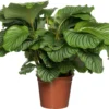 Calathea (Calathea Orbifolia) D 24 H 80 Cm