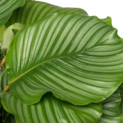 Calathea (Calathea Orbifolia) D 24 H 80 Cm -Groen Blik Verkoop 8717263765424 2