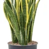Vrouwentong (Sansevieria Trifasciata 'Laurentii') D 34 H 110 Cm