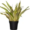 Vrouwentong (Sansevieria Trifasciata 'Lauren') D 27 H 80 Cm