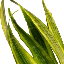 Vrouwentong (Sansevieria Trifasciata 'Lauren') D 27 H 80 Cm -Groen Blik Verkoop 8718233315243 2