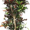 Croton (Codiaeum Variegatum 'Mammi') D 30 H 130 Cm