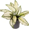 Aglaonema (Aglaonema 'White Kiwi') D 12 H 35 Cm