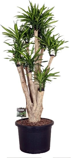 Drakenbloedboom Vertakt (Dracaena Fragrans 'Riki') D 48 H 180 Cm 1 Drakenbloedboom Vertakt (Dracaena Fragrans 'Riki') D 48 H 180 Cm
