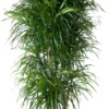 Drakenbloedboom Vertakt (Dracaena Reflexa 'Anita') D 31 H 150 Cm