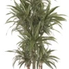 Drakenbloedboom (Dracaena Fragrans 'Warneckei') D 34 H 170 Cm