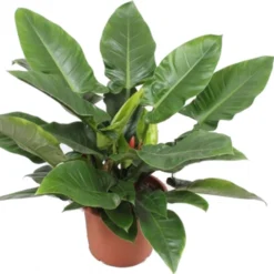 Philodendron (Philodendron 'Imperial Green') D 40 H 90 Cm 3 Philodendron (Philodendron 'Imperial Green') D 40 H 90 Cm -Groen Blik Verkoop 8720196505760 1 1