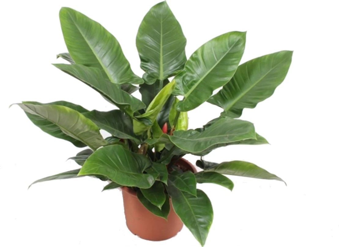 Philodendron (Philodendron 'Imperial Green') D 40 H 90 Cm 2 Philodendron (Philodendron 'Imperial Green') D 40 H 90 Cm - Afbeelding 2