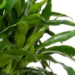 Drakenbloedboom (Dracaena Fragrans 'Janet Craig' ) D 24 H 110 Cm -Groen Blik Verkoop 8720196507047 2