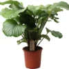 Calathea (Calathea Gemengd) D 21 H 55 Cm