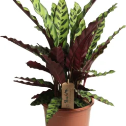 Calathea (Calathea Gemengd) D 21 H 55 Cm -Groen Blik Verkoop 8720196507092 3