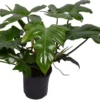 Philodendron (Philodendron 'Green Dragon') D 21 H 60 Cm