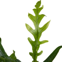 Slangenblad (Aglaomorpha Coronans) D 17 H 45 Cm -Groen Blik Verkoop 8720196589616 2