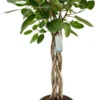 Banyanvijg Op Gevlochten Stam (Ficus Benghalensis 'Audrey') D 31 H 140 Cm