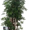 Vingersboom Zuilvorm (Schefflera Arboricola 'Luseana') D 32 H 130 Cm