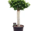 Vijgenboom Op Stam (Ficus Microcarpa) D 30 H 90 Cm