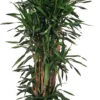 Drakenbloedboom (Dracaena Fragrans 'Riki') D 35 H 170 Cm