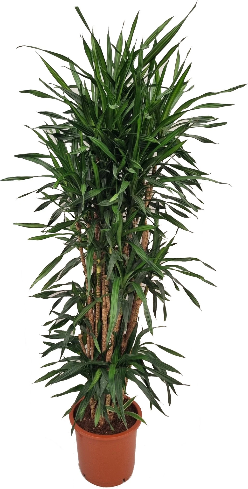 Drakenbloedboom (Dracaena Fragrans 'Riki') D 35 H 170 Cm 1 Drakenbloedboom (Dracaena Fragrans 'Riki') D 35 H 170 Cm