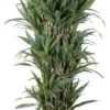 Drakenbloedboom (Dracaena Fragrans 'Warneckei') D 34 H 160 Cm