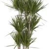 Drakenbloedboom (Dracaena Marginata) D 34 H 180 Cm