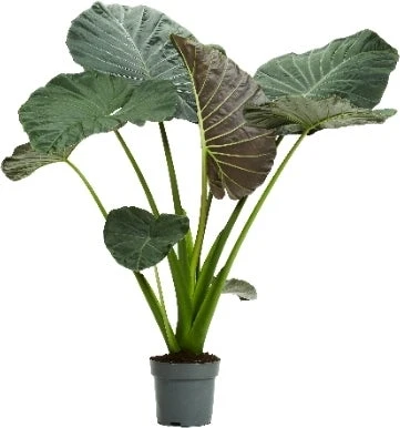 Olifantsoor (Alocasia 'Regal Shields') D 32 H 140 Cm 1 Olifantsoor (Alocasia 'Regal Shields') D 32 H 140 Cm