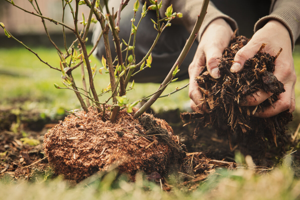 Groen Blik Verkoop -Groen Blik Verkoop bomen